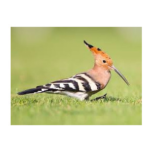 Hoopoe