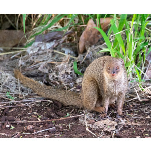 Mongoose