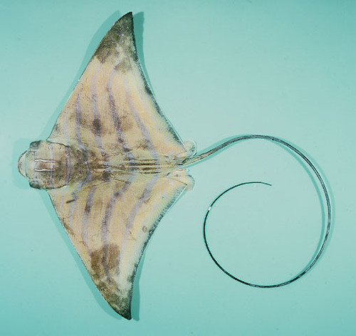 Aetomylaeus nichofii