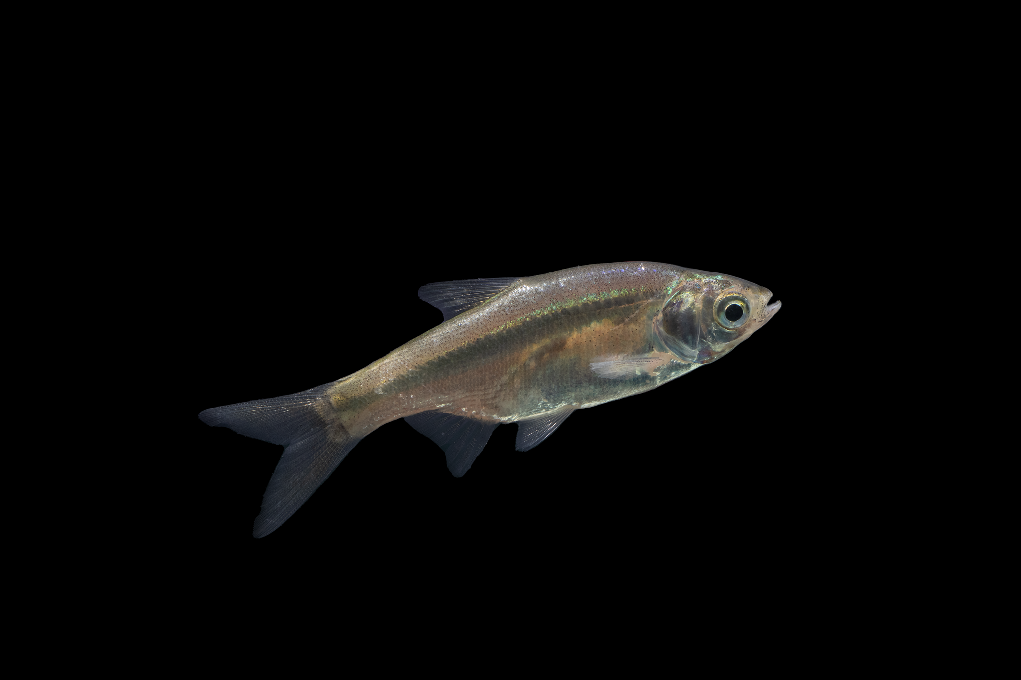 Amblypharyngodon microlepis
