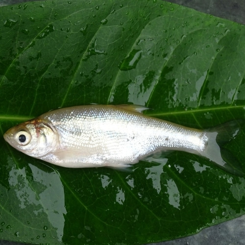 Amblypharyngodon mola