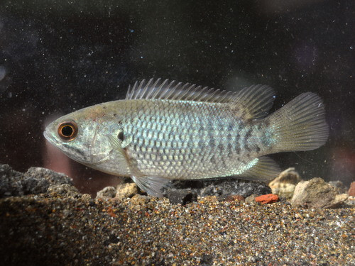 Anabas testudineus