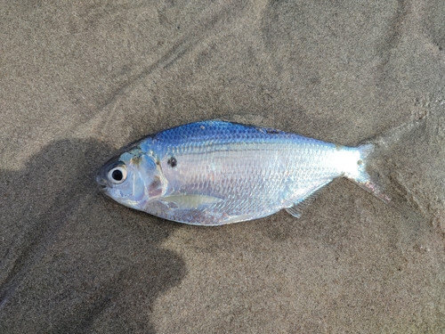 Anodontostoma chacunda