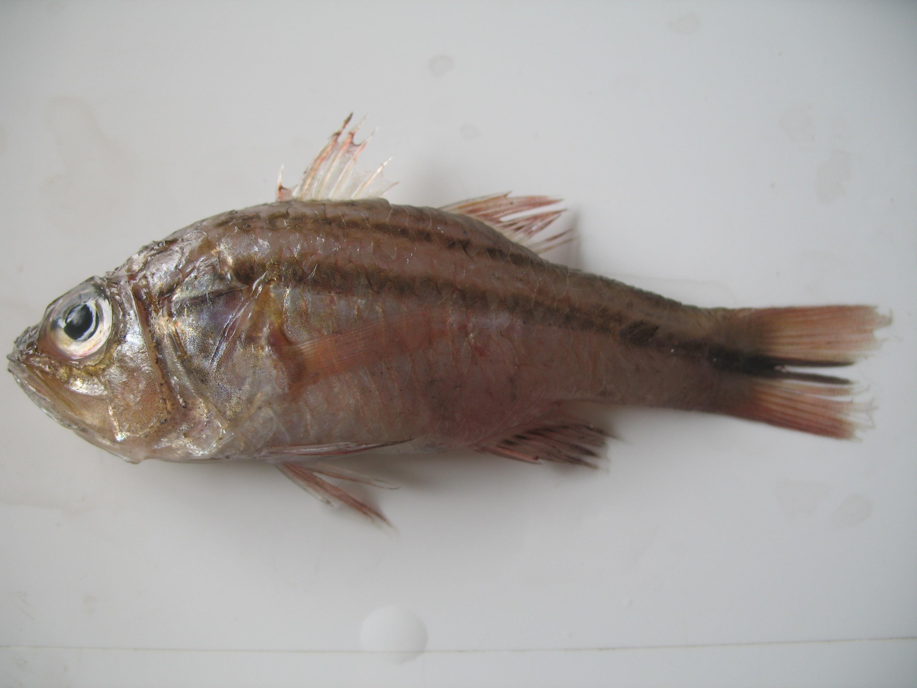 Apogon septemstriatus