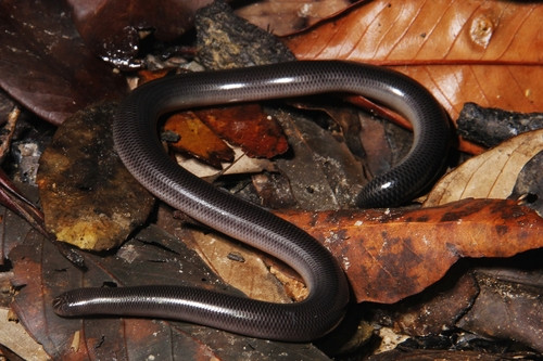 Argyrophis diardii