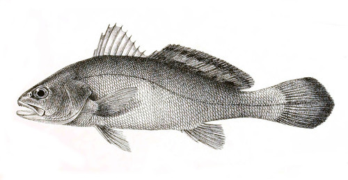 Argyrosomus amoyensis