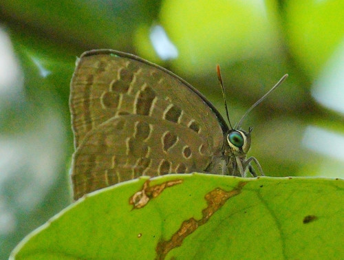 Arhopala eumolphus