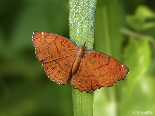 Ariadne ariadne