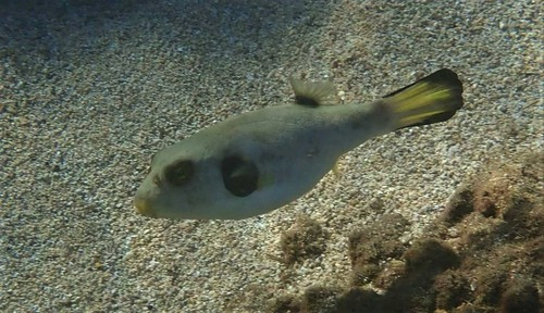 Arothron immaculatus