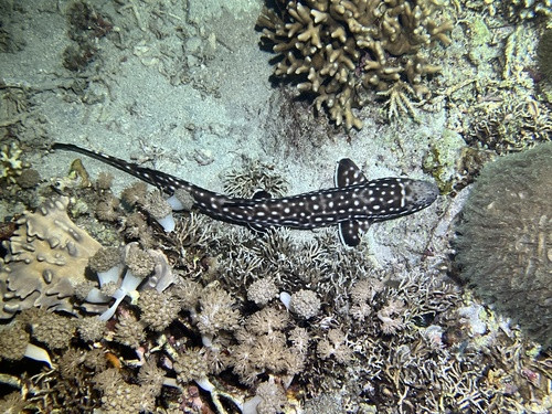 Atelomycterus marmoratus