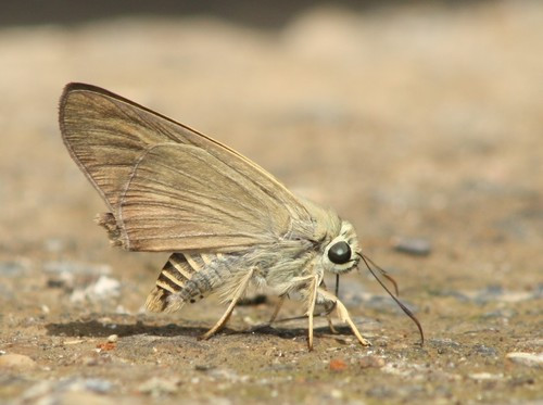 Badamia exclamationis