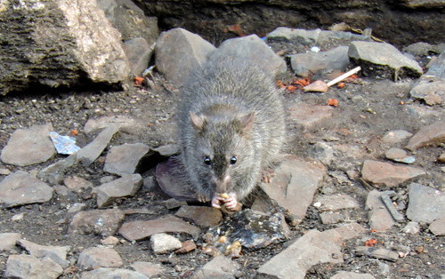 Bandicota bengalensis