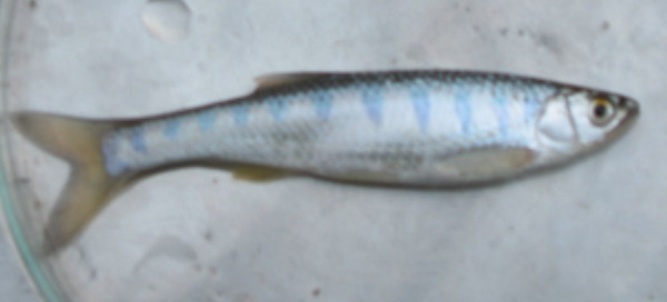 Barilius vagra