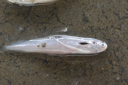 Bregmaceros mcclellandi