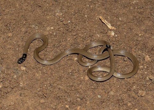 Calliophis melanurus