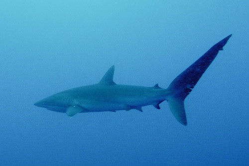 Carcharhinus falciformis