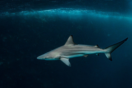 Carcharhinus limbatus