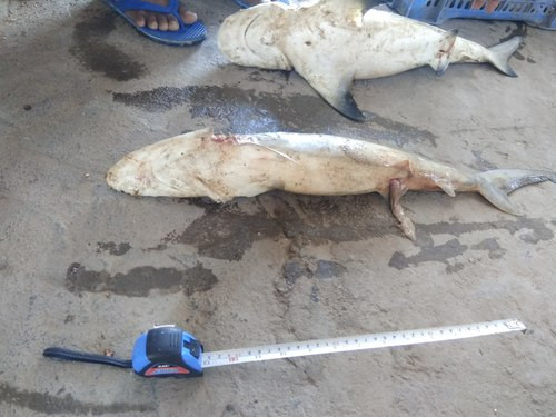 Carcharhinus macloti