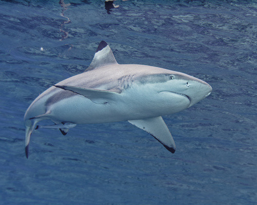 Carcharhinus melanopterus