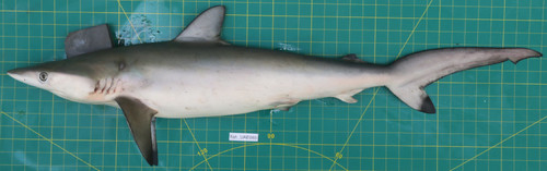 Carcharhinus sorrah
