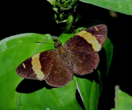 Celaenorrhinus aurivittata