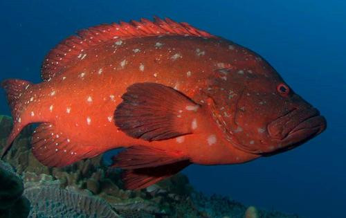 Cephalophlois sonnerati