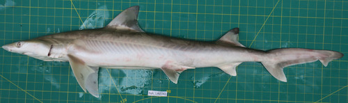 Chaenogaleus macrostoma