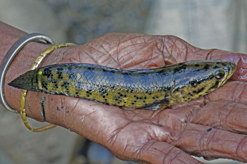 Channa punctatus