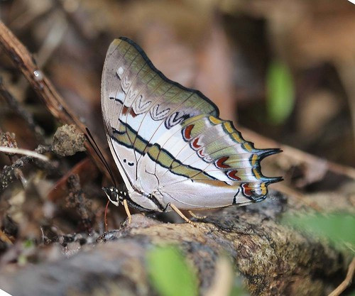 Charaxes (Polyura) schreiber