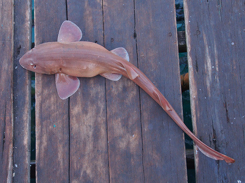 Chiloscyllium griseum