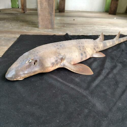 Chiloscyllium indicum