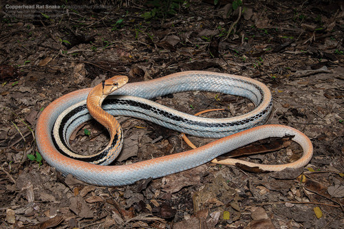 Coelognathus radiatus