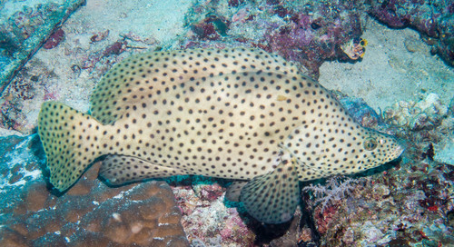 Cromileptes altivelis