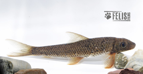 Crossocheilus latius