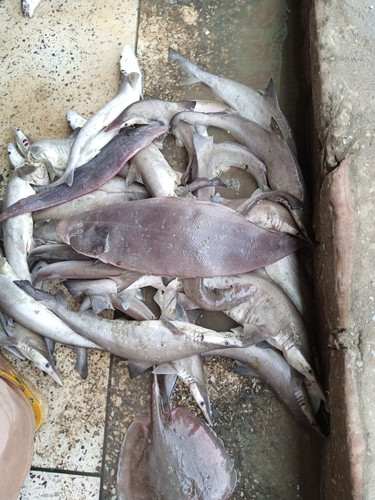 Cynoglossus bilineatus