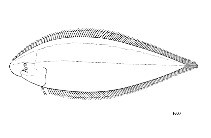 Cynoglossus cynoglossus