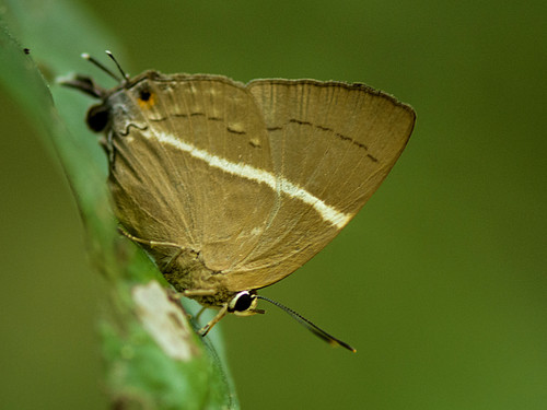 Dacalana penicilligera