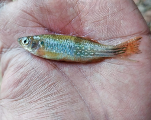 Danio annulosus
