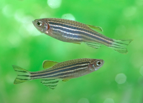 Danio rerio