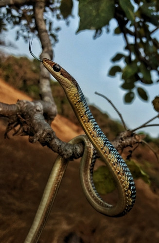 Dendrelaphis tristis