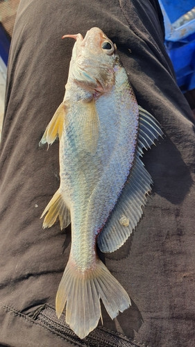 Dendrophysa russelii