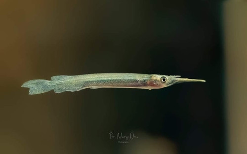 Dermogenys brachynotopterus