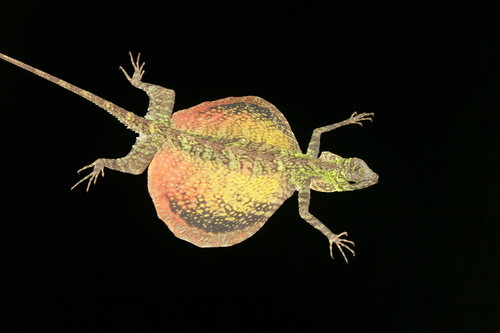 Draco blanfordii