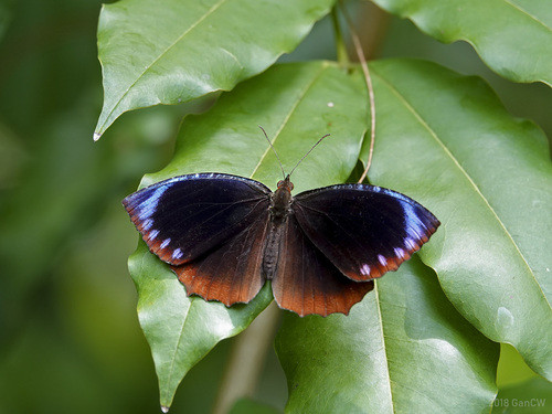 Elymnias hypermnestra