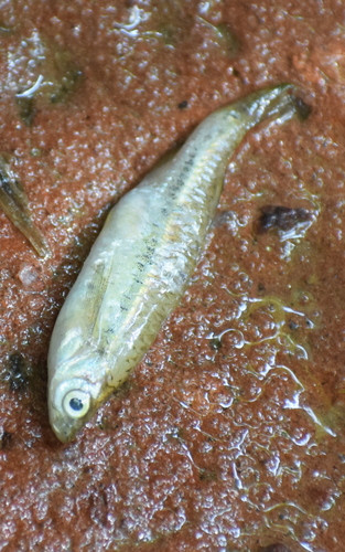 Esomus lineatus
