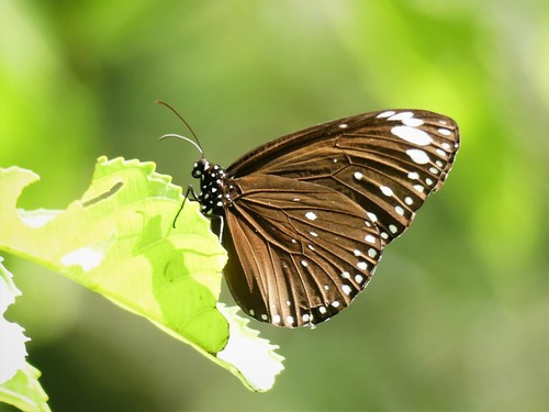 Euploea crameri