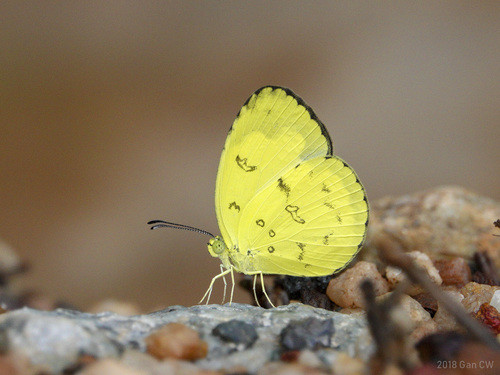 Eurema andersonii