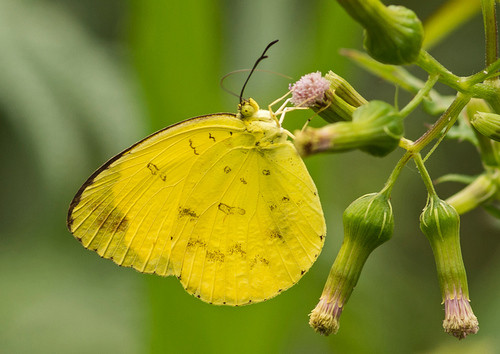 Eurema blanda