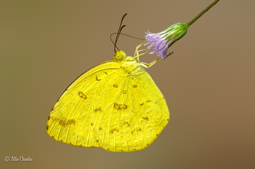 Eurema hecabe