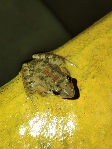 Fejervarya nepalensis